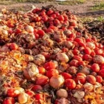 Expert Advocates Post-Harvest Loss Reduction to Curb Tomato Price Volatility