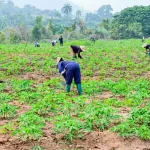 FCT Farmers Lament Delay in Distribution of 6,800 Free Fertiliser Bags