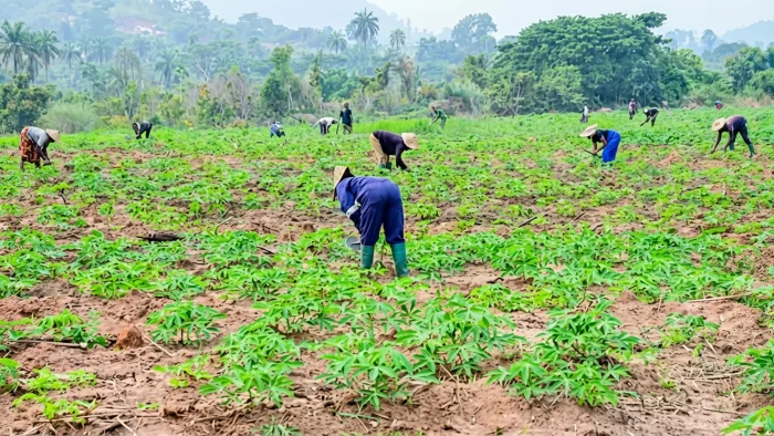 FCT Farmers Lament Delay in Distribution of 6,800 Free Fertiliser Bags