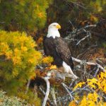 Trump Administration Eases Habitat Protections for Endangered Species