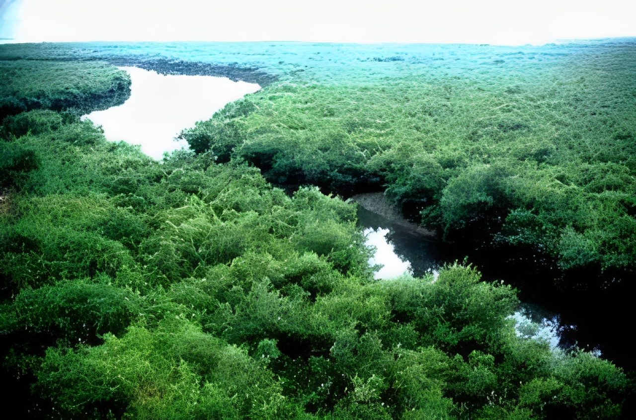 Why Nigeria Must Invest in Mangrove Conservation to Safeguard Economy and Environment