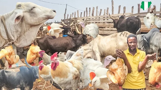 Stakeholders Seek Transparency Over $2.5bn JBS Livestock Investment