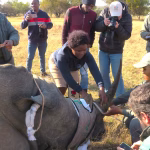Drones and AI Transform Wildlife Conservation Across Africa’s Nature Reserves