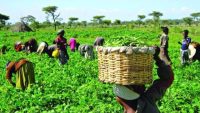 Nigeria’s Agricultural Waste Could Become a Major Engine of Economic Growth